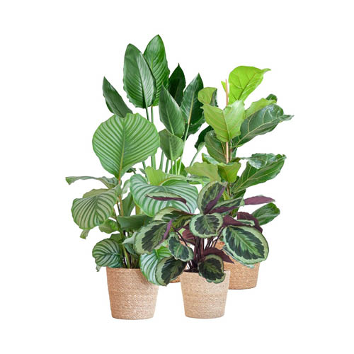 <span class="font-size: 15px">Kamerplant<span></br> – met mand